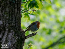 Robin - Rudzik